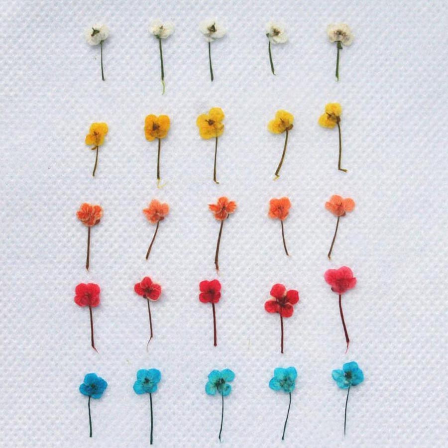60 piezas de flores secas en m - Resin Art Case reseña y precio