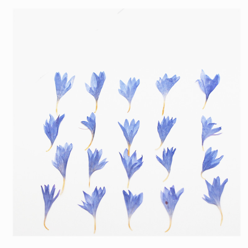 60 piezas de flores secas en m - Resin Art Case reseña y precio