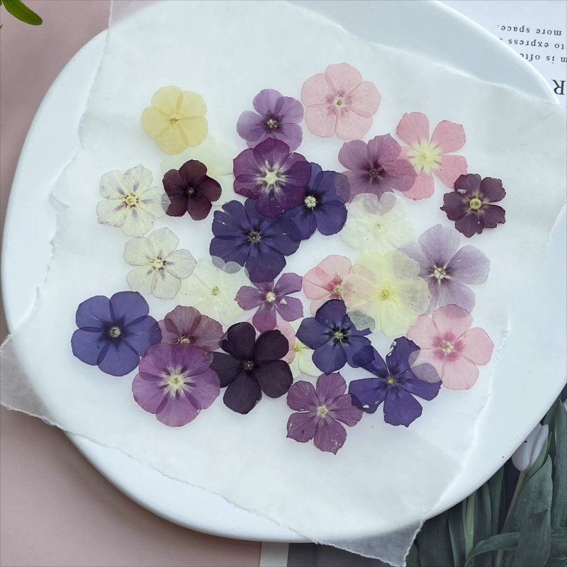 12 Uds., flores secas prensada - Resin Art Baby reseña y precio