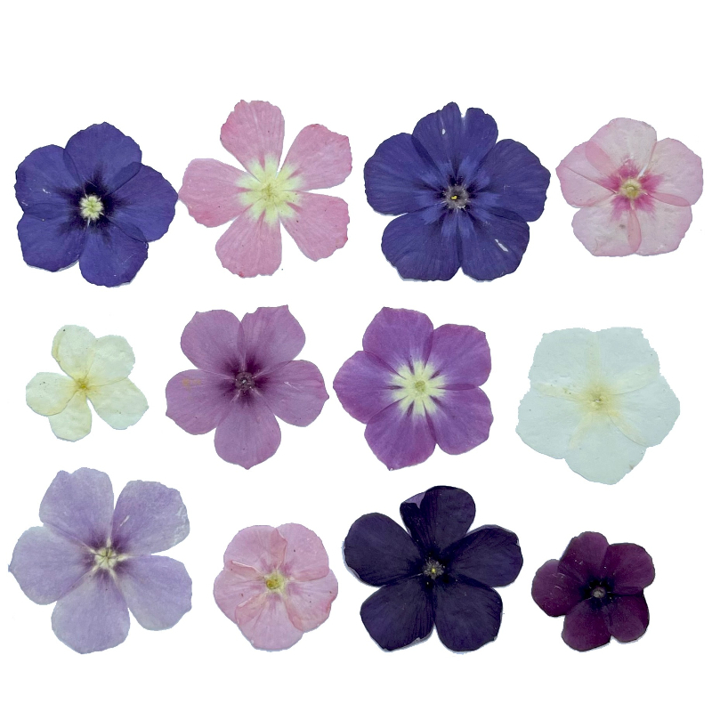 12 Uds., flores secas prensada - Resin Art Baby reseña y precio
